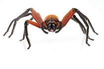 Giant Crab Spider (Sparassidae), Suriname
