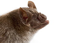 Vampire Bat (Desmodus rotundus), Suriname