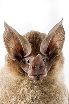 D'orbigny's Round-eared Bat (Lophostoma silvicolum), Suriname