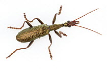 Agra Beetle (Agra sp), Suriname