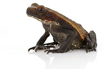 Smooth-sided Toad (Bufo guttatus), Suriname