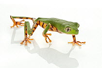 Tiger-striped Leaf Frog (Phyllomedusa tomopterna) walking, Suriname