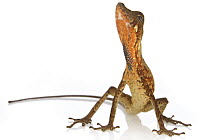 Goldenscale Anole (Anolis chrysolepis) in defensive posture, Suriname