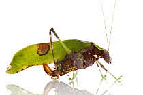 Katydid (Hetaira smaragdina) with fake necrotic damage on perfectly healthy wings, Suriname