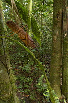 Katydid (Chondrosternum sp) in rainforest, Suriname