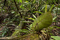 Katydid (Cycloptera speculata)mimicking a leaf in rainforest, Suriname