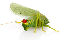 Katydid (Moncheca sp), newly discovered species, with red gland that shoots chemicals as a defense mechanism, Suriname