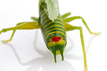 Katydid (Moncheca sp), newly discovered species, with red gland that shoots chemicals as a defense mechanism, Suriname