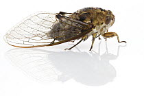 Cicada (Cicadidae), Suriname