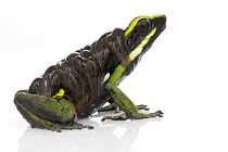 Three-striped Poison Dart Frog (Ameerega trivittata) male carrying tadpoles, Suriname