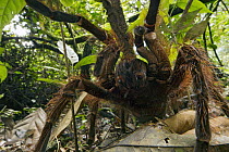 Goliath Bird-eating Spider (Theraphosa blondi) in defensive posture, Suriname
