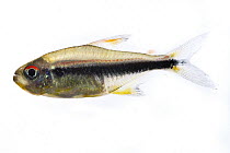 Tetra (Hyphessobrycon sp), Suriname