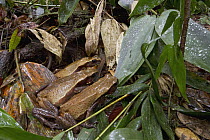 Smooth-sided Toad (Bufo guttatus) trio hunting termites after the rain, Suriname