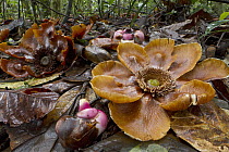 Clusia (Clusia grandiflora) flowers on forest floor, Suriname