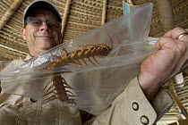 Centipede (Scolopendra sp) held by photographer Randy Olson, Suriname