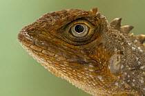 Diving Lizard (Uranoscodon superciliosus), Suriname