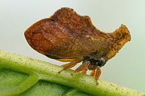 Treehopper (Stegaspis insignis), Suriname