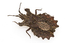 Flat Bug (Aradidae), Suriname