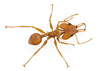 Large-headed Ant (Daceton armigerum), Suriname
