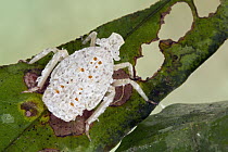Fulgorid Planthopper (Fulgoridae) nymph, Suriname