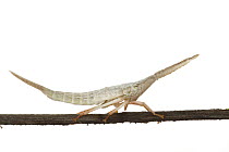 Fulgorid Planthopper (Fulgoridae) nymph, Suriname