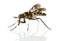 Horse Fly (Tabanidae), Suriname