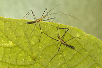 Assassin Bug (Reduviidae) pair, Suriname
