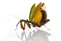 Praying Mantis (Acontista sp) in defensive posture, Suriname