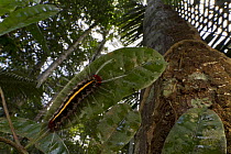 Lepidopteran caterpillar in rainforest, Suriname