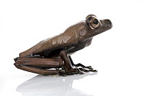 Tree Frog (Hylidae), Suriname