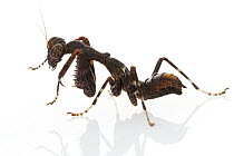 Praying Mantis (Acontista sp) nymph, Suriname