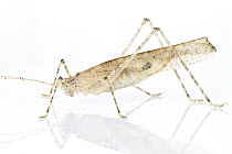 Katydid (Tettigoniidae), newly discovered species, Suriname