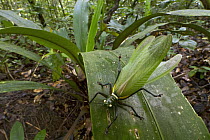 Katydid (Moncheca sp), newly discovered species, Suriname