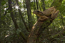 Manaus Slender-legged Treefrog (Osteocephalus taurinus) in rainforest, Suriname