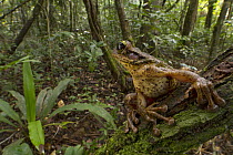Manaus Slender-legged Treefrog (Osteocephalus taurinus) in rainforest looking over its shoulder, Suriname