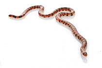 Coral Pipe Snake (Anilius scytale), Suriname