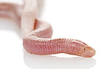 Slevin's Worm Lizard (Amphisbaena slevini), Suriname