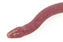 Slevin's Worm Lizard (Amphisbaena slevini), Suriname