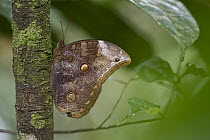 Nymphalid Butterfly (Catoblepia xanthus), Suriname