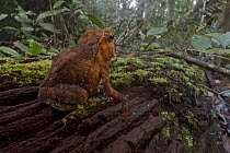 Crested Forest Toad (Bufo margaritifer)on rainforest floor, Suriname