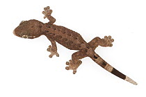 Turnip-tailed Gecko (Thecadactylus rapicauda) juvenile, Suriname
