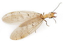 Dobsonfly (Corydalidae) female, Suriname