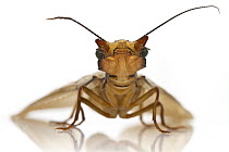 Dobsonfly (Corydalidae) female, Suriname