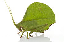 Katydid (Roxelana sp),mimicking a leaf, Suriname