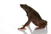 Pygmy Toad (Dendrophryniscus minutus), Suriname