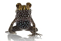 Southern Frog (Leptodactylidae), Suriname