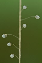 Green Lacewing (Chrysopidae) butterfly eggs, Suriname