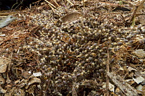 Termite colony, Suriname