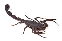 Thick-tailed Scorpion (Tityus sp), Suriname