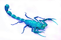 Thick-tailed Scorpion (Tityus sp) under ultraviolet light, Suriname